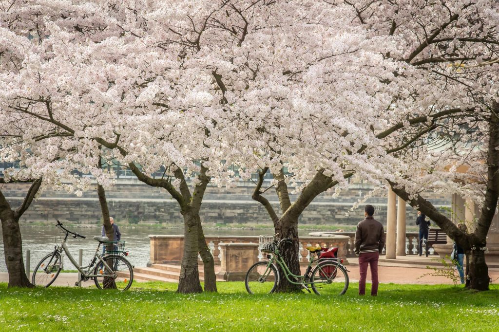 Frühlingsgefühle bei der Kirschbaumblüte am Neustädter Elbufer in Dresden.. Ein beliebter Foto-Spot für Frühlingsbilder.