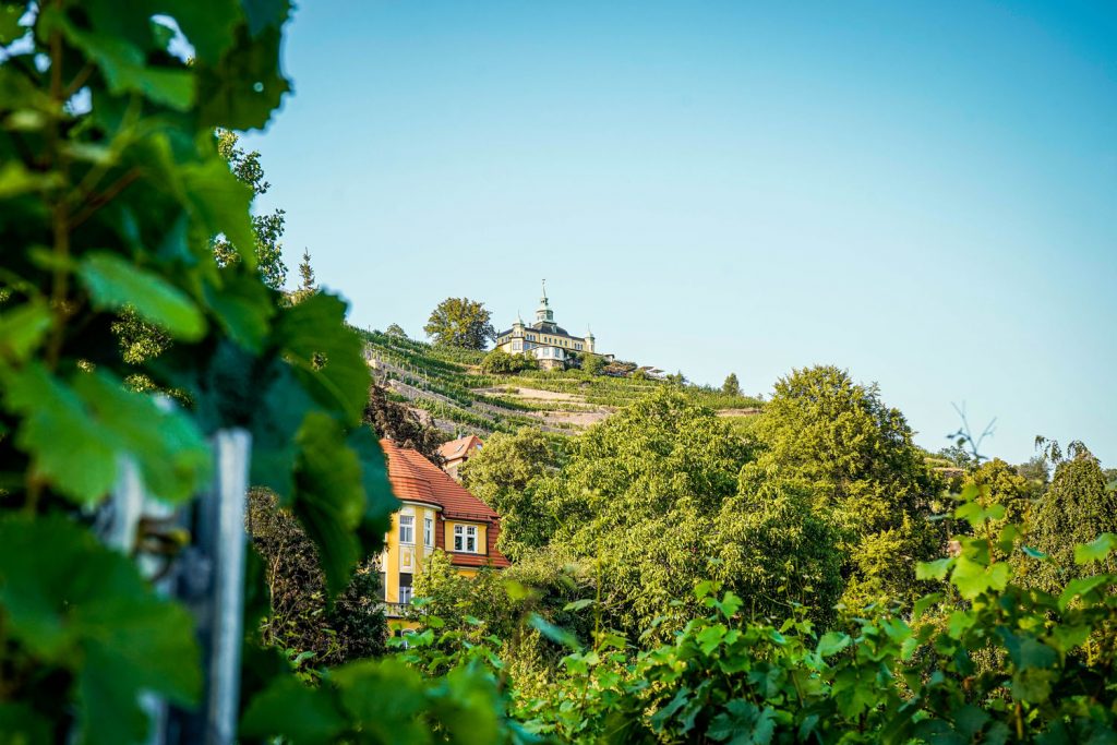 Blick auf einen Weinberg und das Spitzhaus in Radebeul