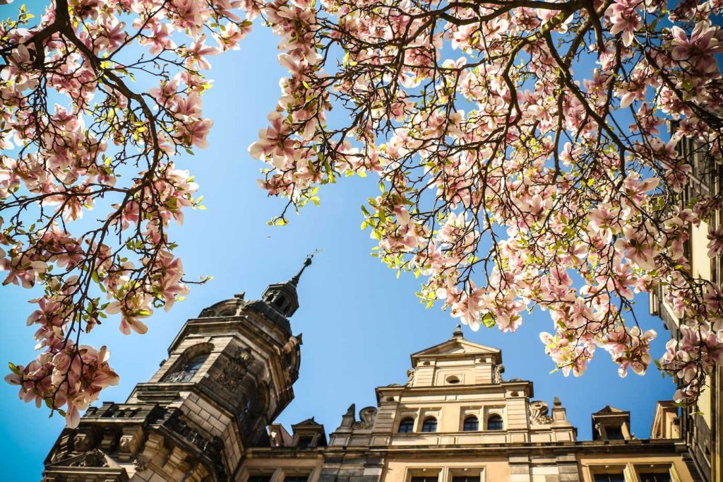 Blick in die blühende Magnolie am Dresdner Residenzschloss